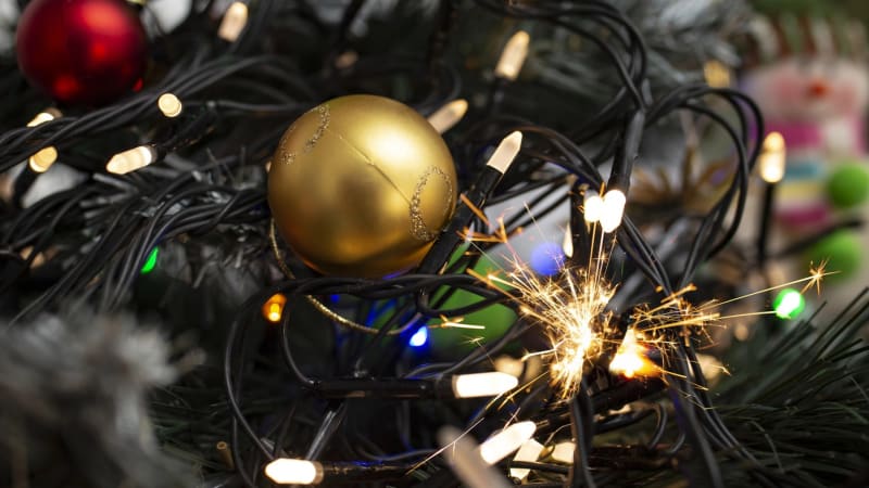 „Skutečný lesní velikán.“ Praha si v Jiřetíně vybrala vánoční smrk. Podívejte se, jak narostl