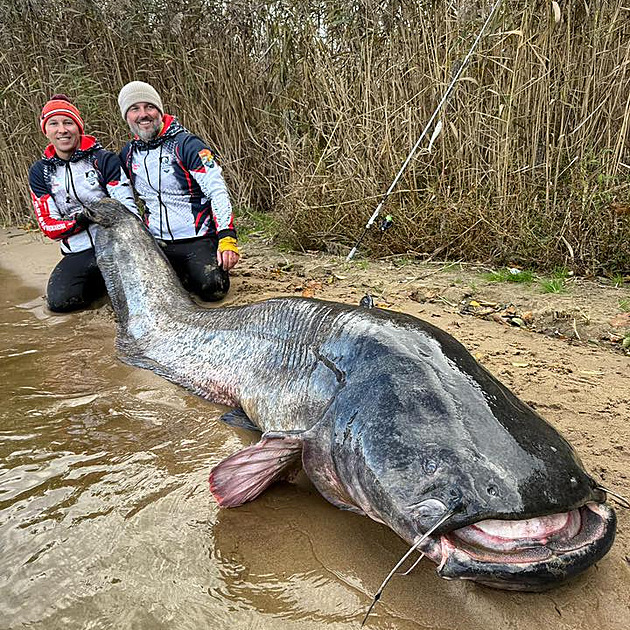 Nový světový rekord. Rybáři ve Slezsku chytili sumce dlouhého 292 centimetrů