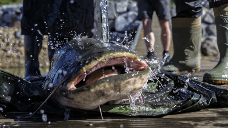 Monstrum s hlavou jako tele, nevěřili rybáři. Nedaleko Karviné ulovili třímetrového sumce