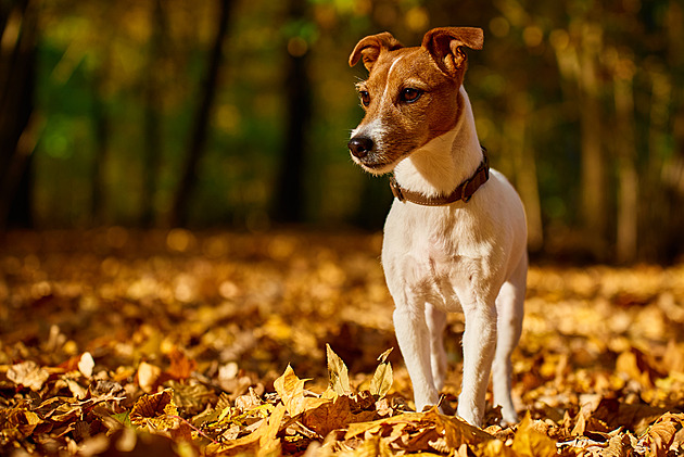 Pošlete snímek svého mazlíčka a můžete vyhrát pytle krmení pro psa či kočku