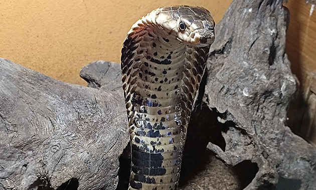 Za kobrami do haďárny k Budějovicím. Mají tu největší evropskou sbírku