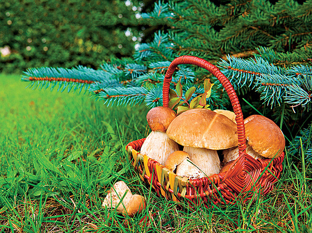 Houby sytí i léčí, sloužily šamanům. Také otrávily krále či Napoleonův pluk
