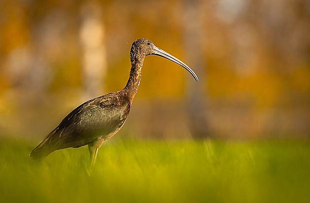 Vzácní ibisi se vrátili do Česka. Dva z nich ale někdo zastřelil