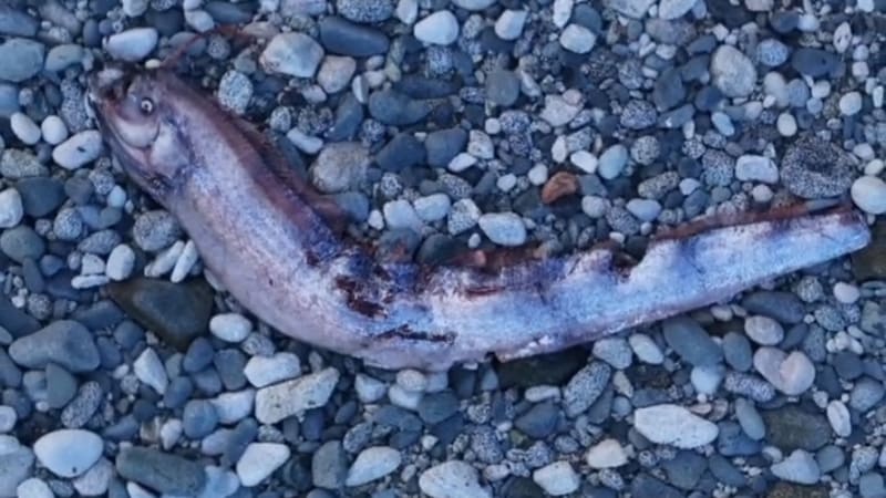 Předzvěst velké katastrofy? Oceán v Mexiku vyplavil „ryby soudného dne“, na pláži byl poprask