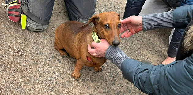 Hasiči v Lánech zachránili jezevčíka uvězněného v propustku, musel na operaci