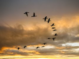Hejna ptáků zpochybňují Newtonův zákon. Fyzici konečně našli vysvětlení
