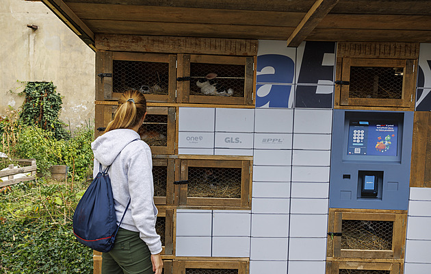 Králíci místo balíků. Umělecká Králíkárna s pravými bobky reaguje na výdejní boxy